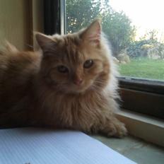 Blanding af racer Houdini