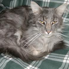 Maine Coon Killing