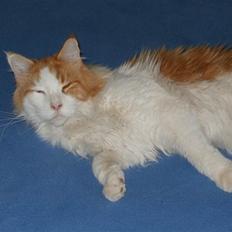Maine Coon Napalomas Bodyguard (Bob) - R.I.P.