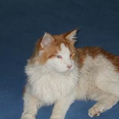 Maine Coon Napalomas Bodyguard (Bob) - R.I.P.