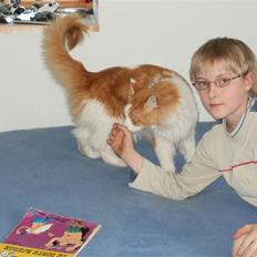 Maine Coon Napalomas Bodyguard (Bob) - R.I.P.