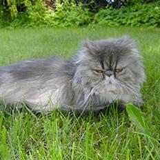 Perser Pjuske R.I.P!