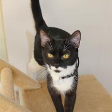 Blanding af racer Diva