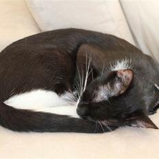 Blanding af racer Diva