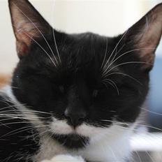 Blanding af racer Diva