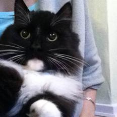 Blanding af racer Mini