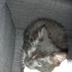 Blanding af racer Mini