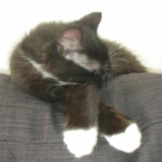 Blanding af racer Mini