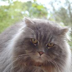 Blanding af racer Bittenøv