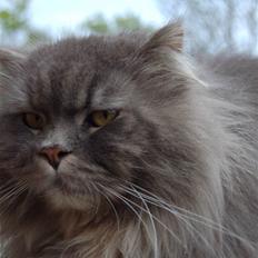 Blanding af racer Bittenøv