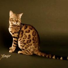 Bengal R.I.P. Captain 