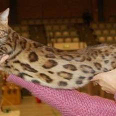 Bengal R.I.P. Captain 