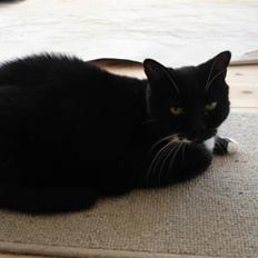 Blanding af racer Mille