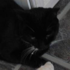 Blanding af racer Mille