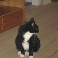 Blanding af racer Mille