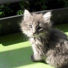 Blanding af racer cæsar