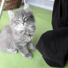 Blanding af racer cæsar