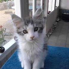 Maine Coon zana mokai