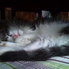 Maine Coon zana mokai