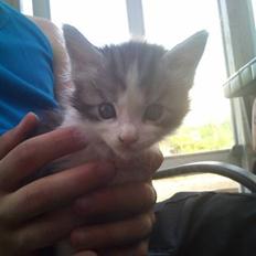 Maine Coon zana mokai