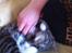Huskat Olivia ( R.I.P ) 