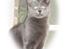 Huskat Amigo (Panter)