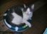 Huskat Jimmi