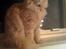 Maine Coon Pipper - Pipper tilbydes til parring
