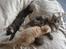 Maine Coon Mischa - Mischa med sine to guldklumper