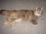 Maine Coon Mischa - Mischa