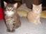 Maine Coon Mischa - Mischas to maine coon babyer