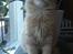 Maine Coon Pipper - Pipper 3 måneder