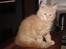 Maine Coon Pipper - Pipper som baby