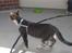 Huskat Mille