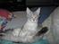 Maine Coon  Distiny (Tiny)