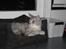 Maine Coon  Distiny (Tiny)