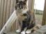 Maine Coon DK Bæklund's Issa