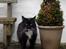 Maine Coon Frederik
