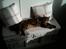 Maine Coon Simba - dejligt at ligge i solen :) 