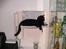 Blanding af racer Nala - min dejlige radiator seng :) 