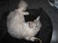 Maine Coon  Distiny (Tiny)