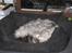 Maine Coon  Distiny (Tiny)