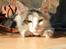 Maine Coon Milkiway - ca. 4 måneder gammel