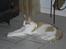 Huskat Molly *Død*