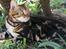 Bengal Mowgly