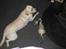 Huskat Mis