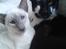 Orientaler Gismo Thaie Bamboo