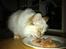 Hellig Birma Askepot´s Guinevere
