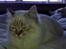 Hellig Birma Askepot´s Guinevere