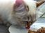 Hellig Birma Askepot´s Guinevere